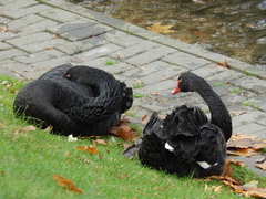 Cygnus atratus