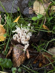 Clavulina rugosa