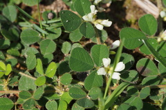 Lespedeza pilosa