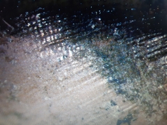 Pseudosuccinea columella