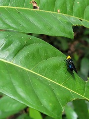 Cyphomyia
