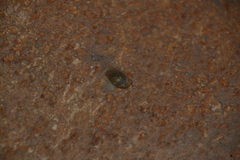 Ampullaceana balthica