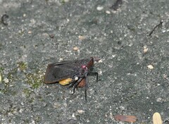 Acraephia perspicillata