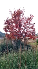 Pyrus communis