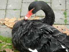 Cygnus atratus