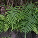 Christella acuminata - Photo (c) harum.koh, algunos derechos reservados (CC BY-SA), uploaded by harum.koh