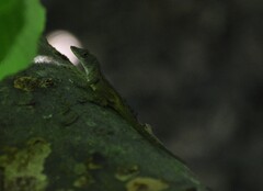 Anolis sagrei