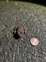 Rana draytonii