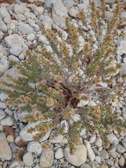 Brickellia laciniata