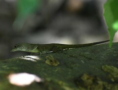 Anolis sagrei