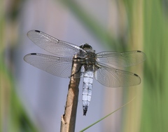 Libellula fulva