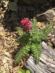 Pedicularis densiflora