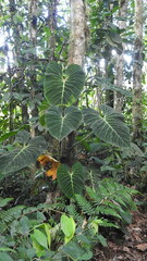 Philodendron verrucosum