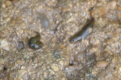 Erpobdella octoculata