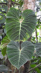Philodendron verrucosum