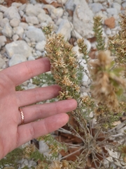 Brickellia laciniata