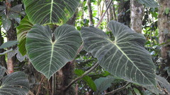 Philodendron verrucosum
