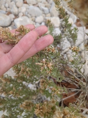 Brickellia laciniata