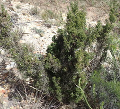 Dicerothamnus adpressus