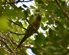 Eupsittula nana