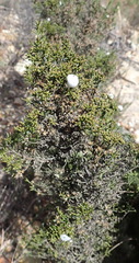 Dicerothamnus adpressus