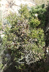 Dicerothamnus adpressus
