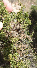 Dicerothamnus adpressus