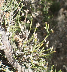 Dicerothamnus adpressus