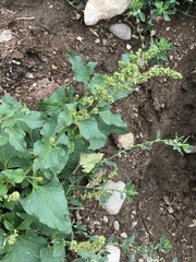 Blitum bonus-henricus