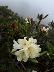 Rhododendron caucasicum