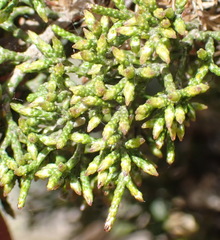 Dicerothamnus adpressus