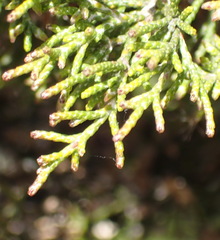 Dicerothamnus adpressus