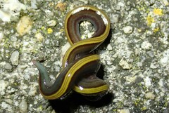 Caenoplana bicolor