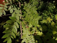 Sorbus aucuparia