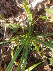 Carex sylvatica