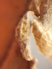Aceria querci