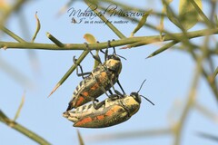 Julodis fimbriata