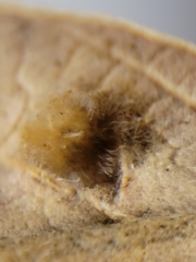 Aceria querci