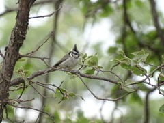 Baeolophus wollweberi