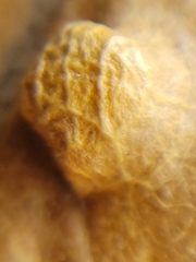 Aceria querci