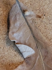 Aceria querci
