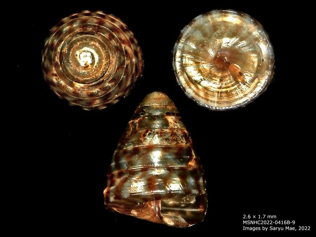 Laoma leimonias