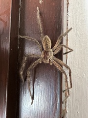 Palystes superciliosus