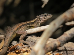 Liolaemus septentrionalis