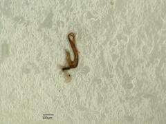 Macrosteles variatus