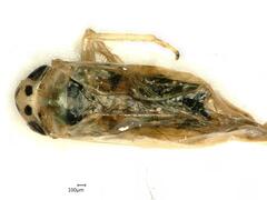 Macrosteles variatus