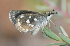 Hesperopsis libya libya