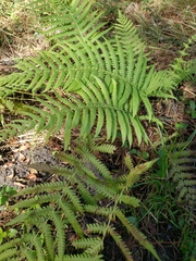 Pelazoneuron kunthii