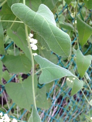 Antigonon flavescens