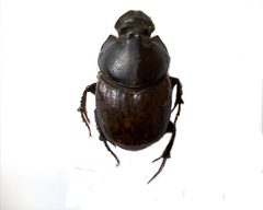 Onthophagus gibbulus